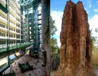 The phenomenon of existence of skyscraper buildings by land termites (Nasutitermes triode) the building innovator from Wasur National Park Merauke Papua